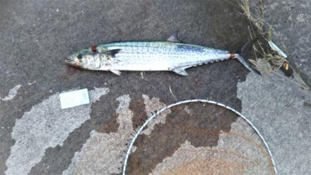 サゴシ狙いが⁉